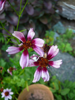 P1120915.webp