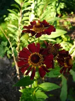 P1120916.webp