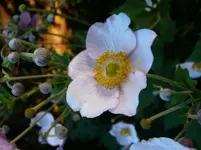 P1120921.webp