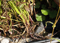 250er Teich_mögliche Dochtwirkung_640.webp