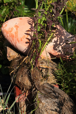 Pflanzen rausgeschnitten_700.webp