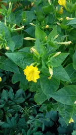 Gartenpflanze (2).webp Gartenpflanze (2).webp