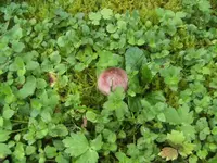 BILD5524.webp
