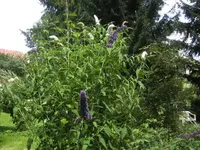 BILD5525.webp