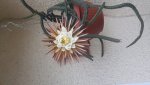 20160807_054746.jpg