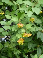 P1010318.webp