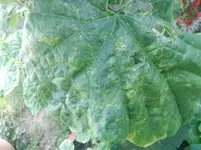 IMG_20160807_153641.webp