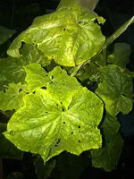 IMG_20160807_211248.jpg
