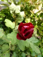 P1010366.webp