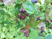 Bilda017.webp
