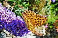 DSCF7014 (3).webp