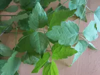 20160809_181822_resized.webp