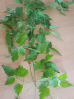 20160809_181837_resized.webp