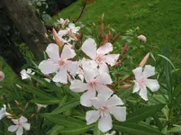 015.webp