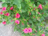 017.webp