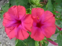 018.webp