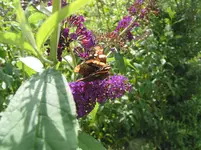 003.webp