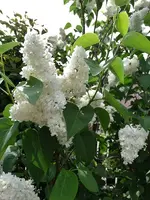 Blumen 9.5.2015 013.webp
