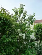 Blumen 9.5.2015 012.webp
