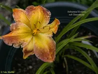 IMG_5755.webp