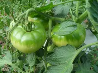 SDC12130.webp
