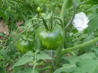 SDC12132.webp
