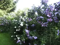 BILD5530.webp