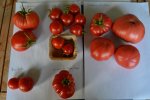 2016-08-10 reife Tomaten Freiland1.JPG