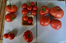 2016-08-10 reife Tomaten Freiland1.webp