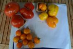 2016-08-10 reife Tomaten GWH1.JPG