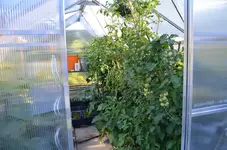 2016-08-07 Tomatenseite GWH.JPG