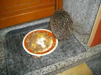 IMGP3099.webp