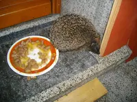 IMGP3100.webp