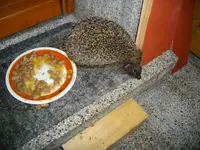 IMGP3101.webp