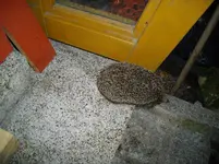IMGP3102.webp