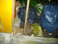 IMGP3103.webp
