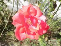 Bilda132.webp