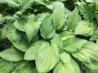 Bilda1366.webp