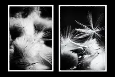 pusteblume.webp