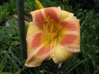 real wind2_1024x768.webp