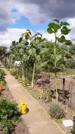 Sonnenblume 007.webp