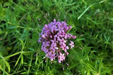 DSCF7019 (2).webp
