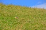 DSC_8056.jpg