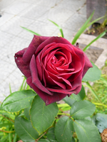 P1120924.webp