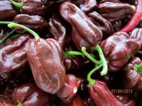 Habaneros 006.webp