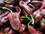 Habaneros 006.JPG