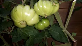 20160812_170324.jpg