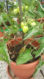 IMG_20160812_175645.webp