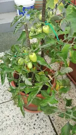 IMG_20160812_175635.webp