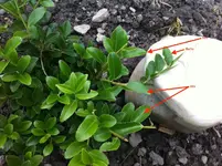 Buchs-Ilex.webp